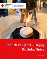 Rettungshund Spicy auf Titelbild vor ihrem Geburtstagskuchen mit Kerze