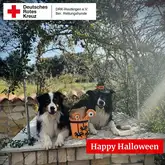 Zwei Australian Shepherd sitzen auf einem Brunnen mit lustiger Helloween Dekoration
