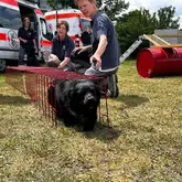 Hund krabbelt durch einen Gittertunnel
