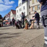 Hunde sitzen im Kreis nach ausßen zu ihren Rettungshundeführern schauend