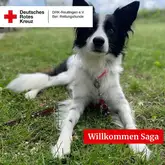 Border Collie sitzt in der Wiese