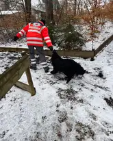 Hund zergelt im Schnee mit Rettungshundeführer